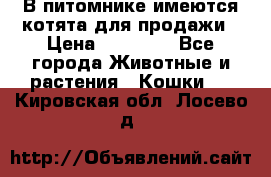 В питомнике имеются котята для продажи › Цена ­ 30 000 - Все города Животные и растения » Кошки   . Кировская обл.,Лосево д.